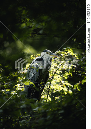 Great Blue Heron in Shakujii Park in Summer Great Blue Heron in Shakujii Park in Summer 142452130