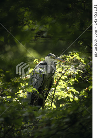 Great Blue Heron in Shakujii Park in Summer Great Blue Heron in Shakujii Park in Summer 142452131