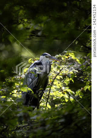 Great Blue Heron in Shakujii Park in Summer Great Blue Heron in Shakujii Park in Summer 142452134
