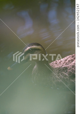 Mallard ducks in Shakujii Park in summer 142452147
