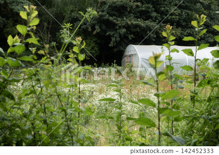 Polytunnel greenhouse behind lush green plants in a blooming field Polytunnel greenhouse behind lush green plants in a blooming field 142452333