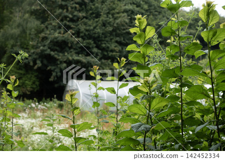 Lush green plants growing in an outdoor garden with a greenhouse in background Lush green plants growing in an outdoor garden with a greenhouse in background 142452334