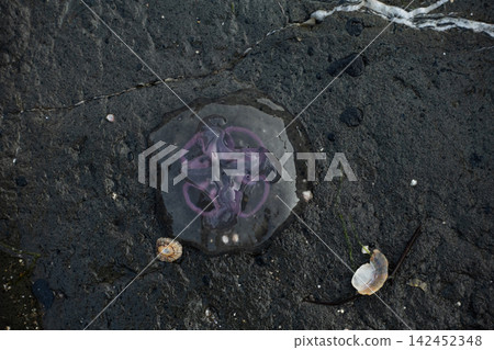 Moon jellyfish resting on dark, wet rock with a small seashell nearby Moon jellyfish resting on dark, wet rock with a small seashell nearby 142452348