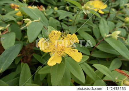 St. John's Wort plant showing its yellow flowers and green leaves in a garden setting St. John's Wort plant showing its yellow flowers and green leaves in a garden setting 142452363