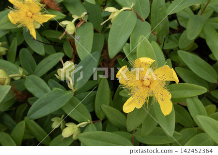 St. John's wort yellow flowers blooming in a natural garden St. John's wort yellow flowers blooming in a natural garden 142452364