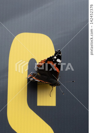 Red Admiral butterfly perched on a large yellow letter Red Admiral butterfly perched on a large yellow letter 142452376