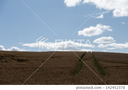 Golden wheat field showing tractor tracks under a bright blue sky with white clouds Golden wheat field showing tractor tracks under a bright blue sky with white clouds 142452378