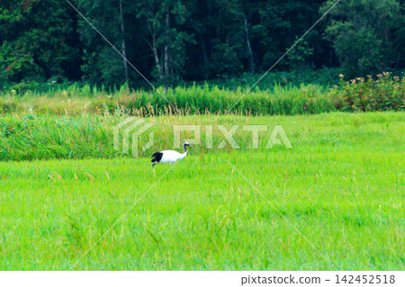 夏季北海道野付半島濕地中的鶴 夏季北海道野付半島濕地中的鶴 142452518