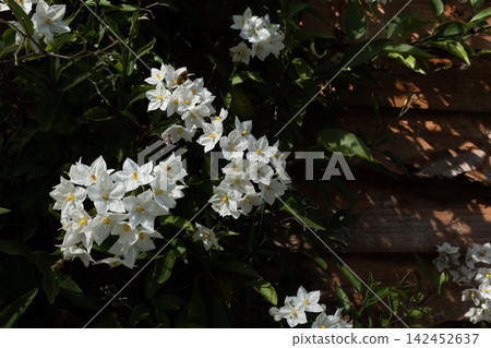 White potato vine flowers blooming on a wooden fence under bright sunlight White potato vine flowers blooming on a wooden fence under bright sunlight 142452637