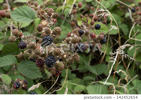 Wild blackberries ripening on thorny bush in natural outdoor setting Wild blackberries ripening on thorny bush in natural outdoor setting 142452654