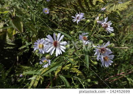 Wild Symphyotrichum laeve flowers blooming in a meadow Wild Symphyotrichum laeve flowers blooming in a meadow 142452699