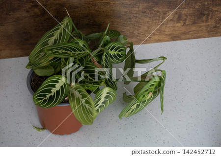Maranta leuconeura plant with vibrant green leaves Maranta leuconeura plant with vibrant green leaves 142452712