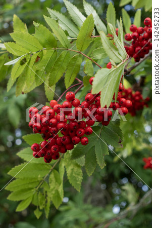 Red rowan berries hanging on a mountain ash tree branch with green leaves vertical format Red rowan berries hanging on a mountain ash tree branch with green leaves vertical format 142452733