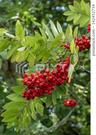 Rowan berries growing on a branch with green leaves Rowan berries growing on a branch with green leaves 142452734