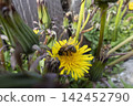 Honeybee collecting pollen from a yellow dandelion flower 142452790