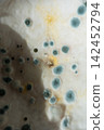 Mold growing on a white surface, showing microbial colony formation and development 142452794