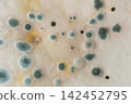 Mold colonies spreading on a white surface 142452795