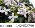 Clematis montana flowers blooming in garden 142452796