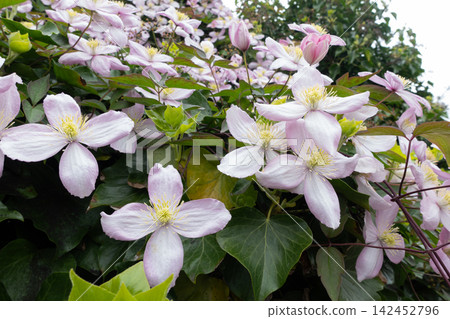 Clematis montana flowers blooming in garden Clematis montana flowers blooming in garden 142452796
