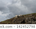 Four young lambs standing together on a rocky hill under a cloudy sky 142452798