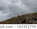 Young lambs standing on a rocky hill under an overcast sky 142452799