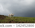 Young lambs standing on green hill looking at camera under a dramatic sky 142452800