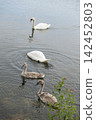 Swan family swimming together in calm lake water 142452803