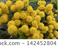 Santolina chamaecyparissus plant producing many small bright yellow blossoms in a garden setting 142452804