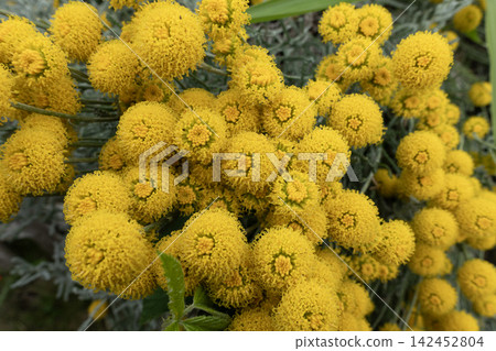 Santolina chamaecyparissus plant producing many small bright yellow blossoms in a garden setting Santolina chamaecyparissus plant producing many small bright yellow blossoms in a garden setting 142452804