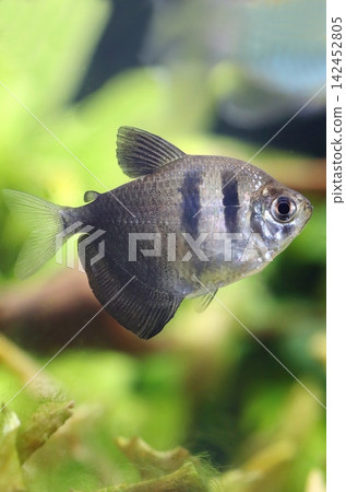 Beautiful black tetra fish in aquarium Beautiful black tetra fish in aquarium 142452805