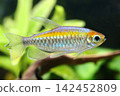 Beautiful congo tetra fish in aquarium 142452809