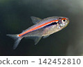 Beautiful red line tetra fish in aquarium 142452810