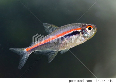 Beautiful red line tetra fish in aquarium Beautiful red line tetra fish in aquarium 142452810