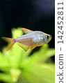 Beautiful columbian tetra fish in aquarium 142452811