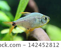 Beautiful columbian tetra fish in aquarium 142452812