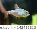 Beautiful columbian tetra fish in aquarium 142452813