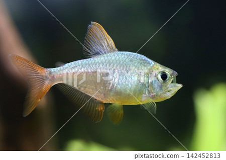 Beautiful columbian tetra fish in aquarium Beautiful columbian tetra fish in aquarium 142452813