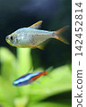 Beautiful columbian tetra fish in aquarium 142452814