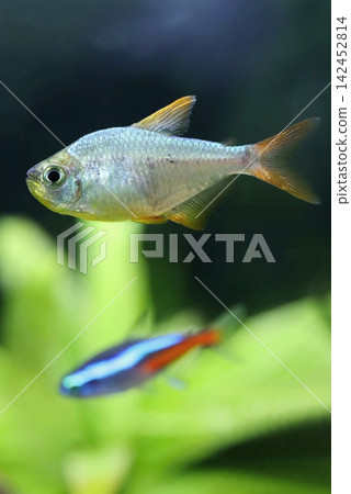 Beautiful columbian tetra fish in aquarium Beautiful columbian tetra fish in aquarium 142452814