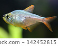 Beautiful columbian tetra fish in aquarium 142452815