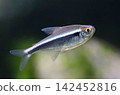 Beautiful black neon tetra fish in aquarium 142452816