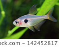 Beautiful red phantom tetra fish in aquarium 142452817