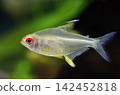 Beautiful lemon tetra fish in aquarium 142452818