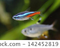 Beautiful neon tetra fish in aquarium 142452819