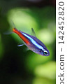 Beautiful neon tetra fish in aquarium 142452820