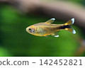 Beautiful silvertip tetra fish in aquarium 142452821