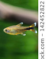 Beautiful silvertip tetra fish in aquarium 142452822