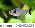 Beautiful black phantom tetra fish in aquarium 142452823