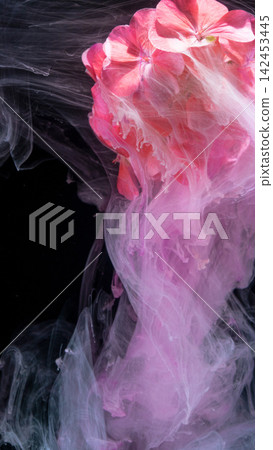 Pink hydrangea blossoms drifting through swirling translucent ink clouds against black background Pink hydrangea blossoms drifting through swirling translucent ink clouds against black background 142453445
