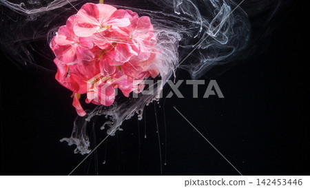 Pink geranium blossom submerged in swirling white ink against black background for floral abstract composition Pink geranium blossom submerged in swirling white ink against black background for floral abstract composition 142453446